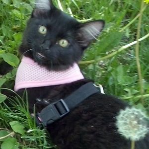 Meet your Posher, Julie